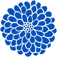 Chrysanthemum Head